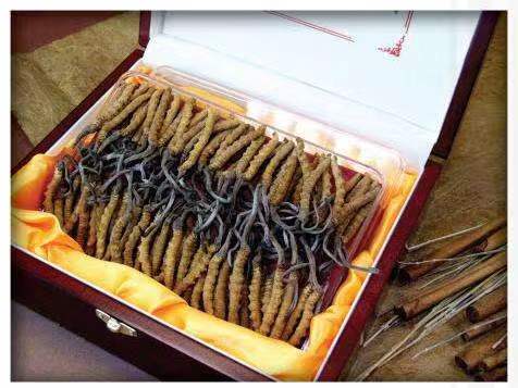 辽宁冬虫夏草回收